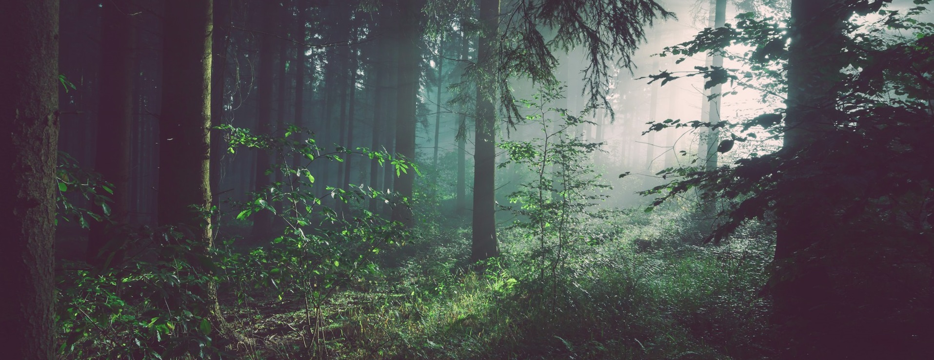 Наслаждение природой снижает уровень воспаления в организме