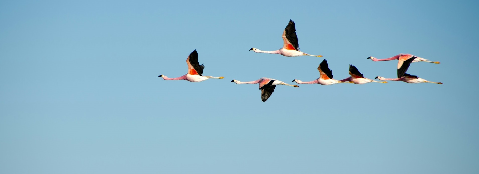 Наблюдение за птицами улучшает самочувствие и снижает стресс