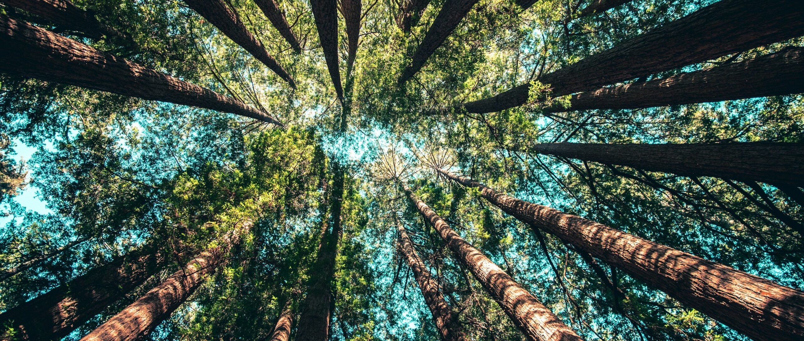 Жизнь среди деревьев снижает риск сердечно-сосудистых болезней