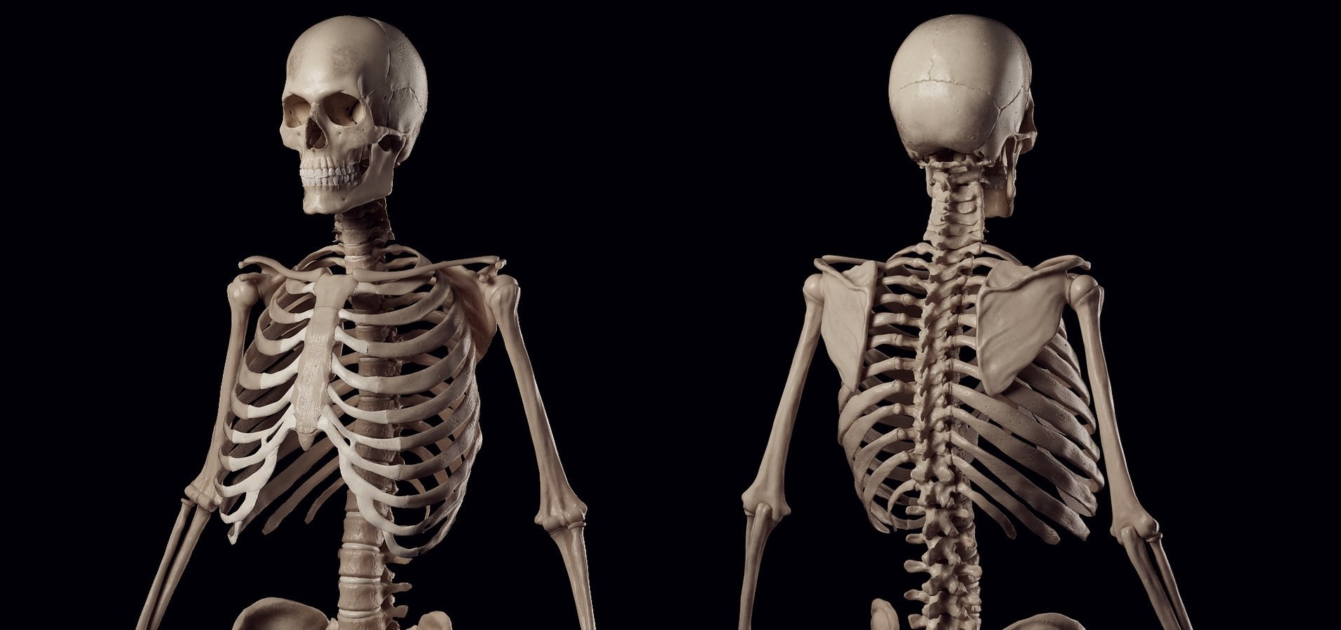 Семь интересных фактов о скелете