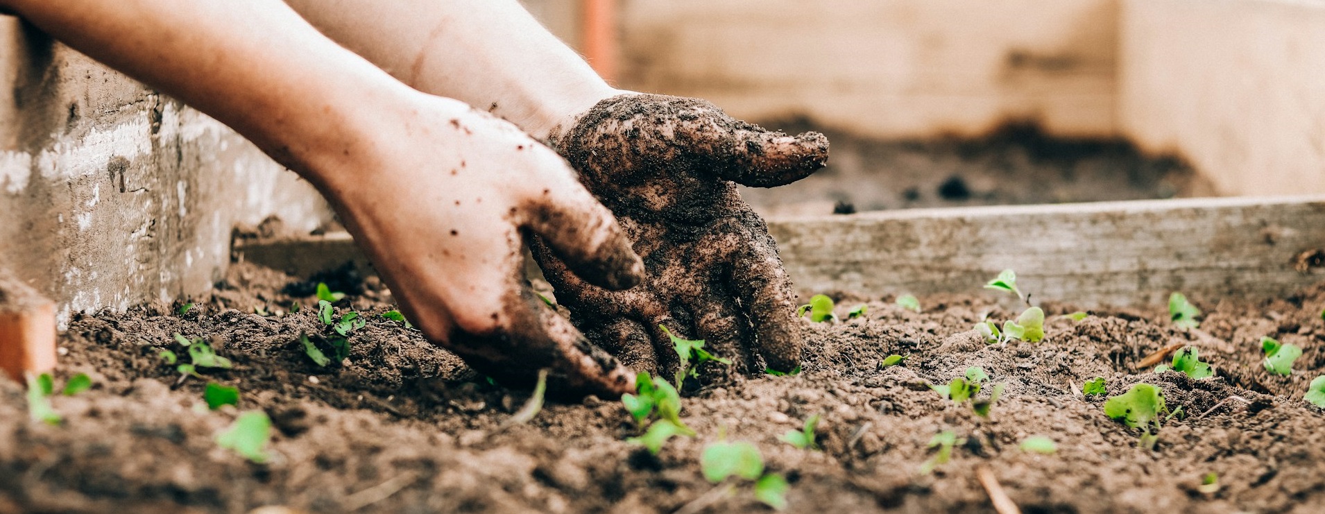 Работа в саду улучшает здоровье человека благодаря воздействию полезных микробов