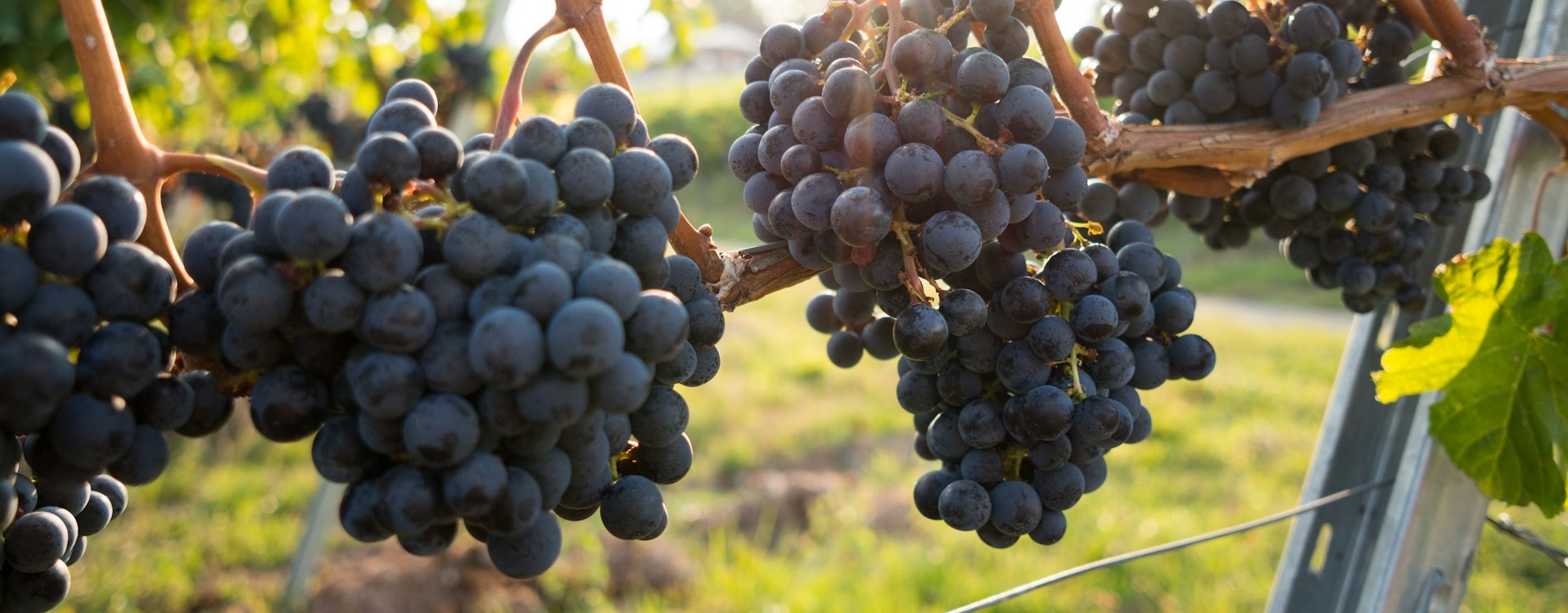 Диета, богатая флавоноидами, снижает риск диабета на 28%