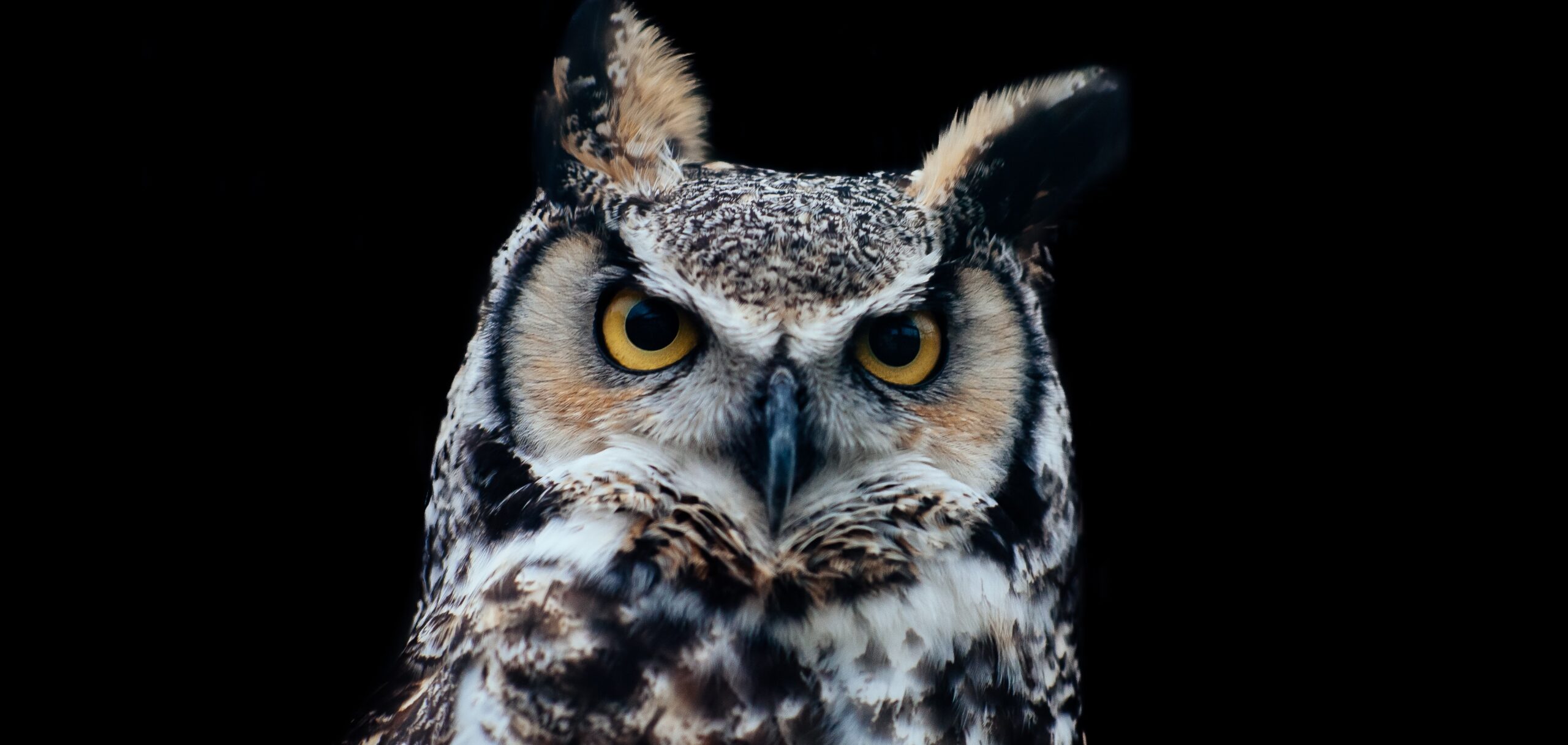 Ученые: у «сов» острее ум