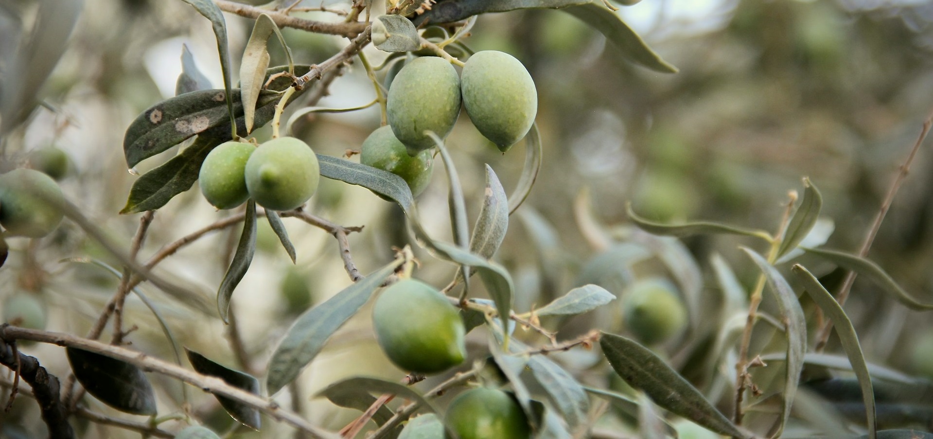 Оливки помогают снизить риск ожирения и диабета