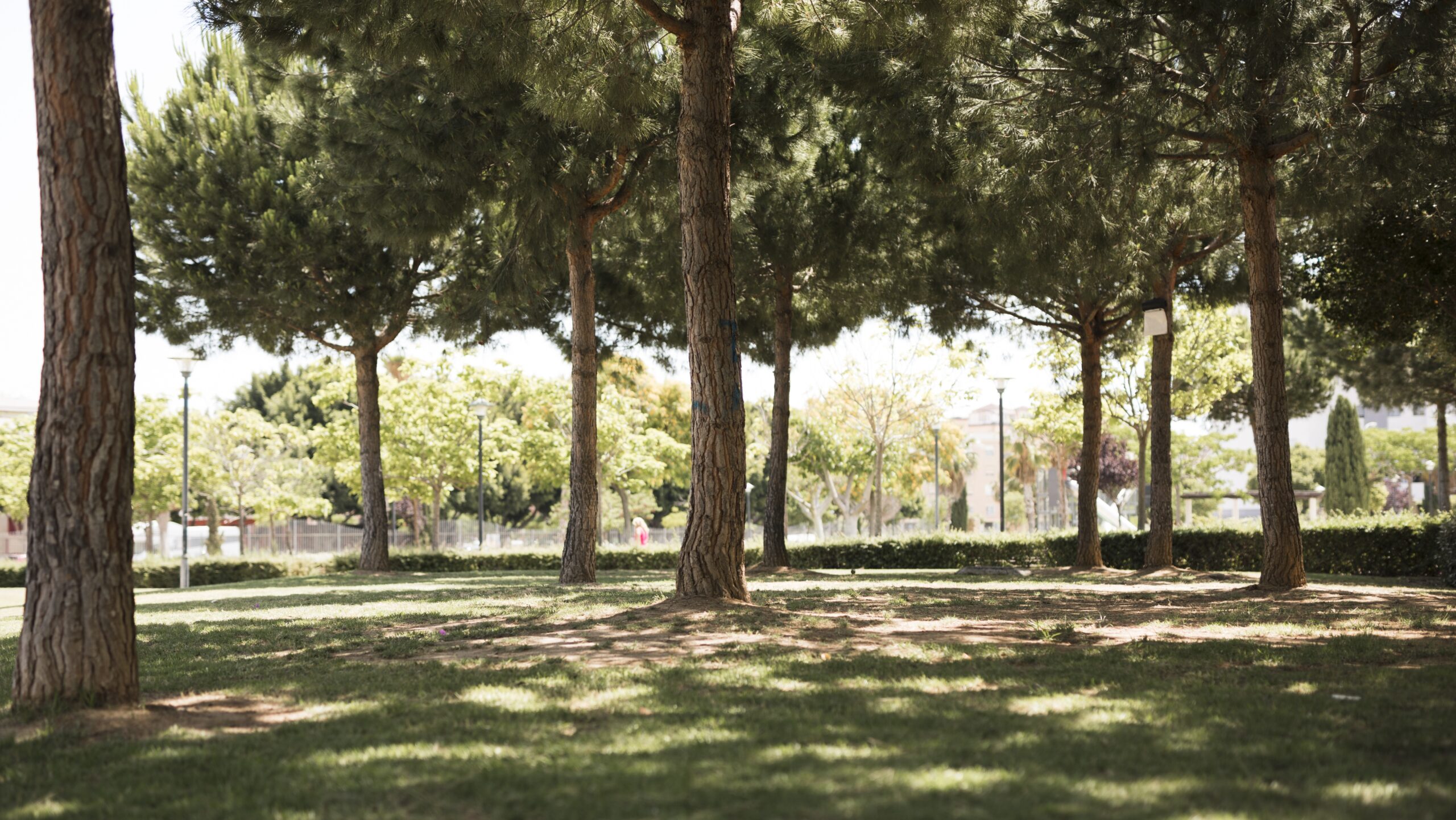 Жизнь в более зеленом районе замедляет старение мозга