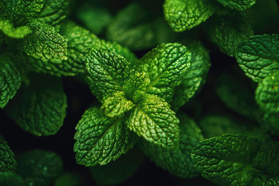 Смесь мяты, эвкалипта и чили помогает уничтожать воспаление