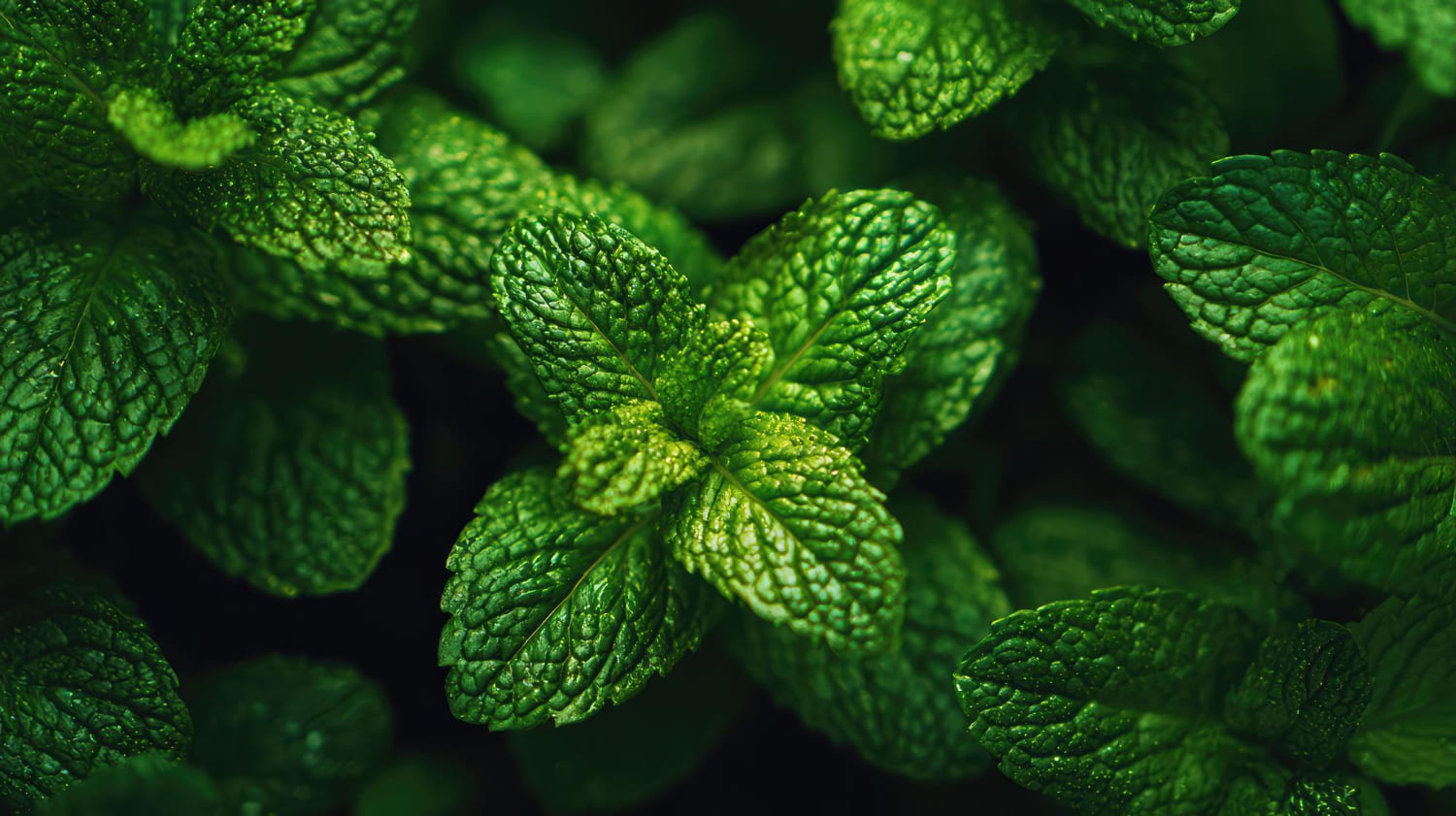 Смесь мяты, эвкалипта и чили помогает уничтожать воспаление